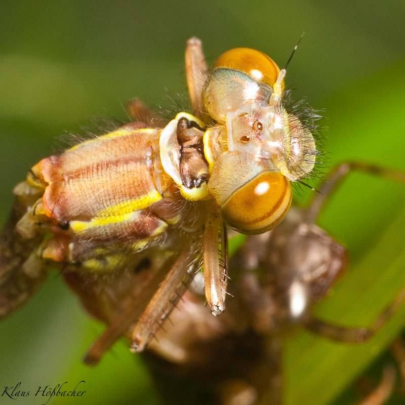 Libelle beim Schlupf Deteil