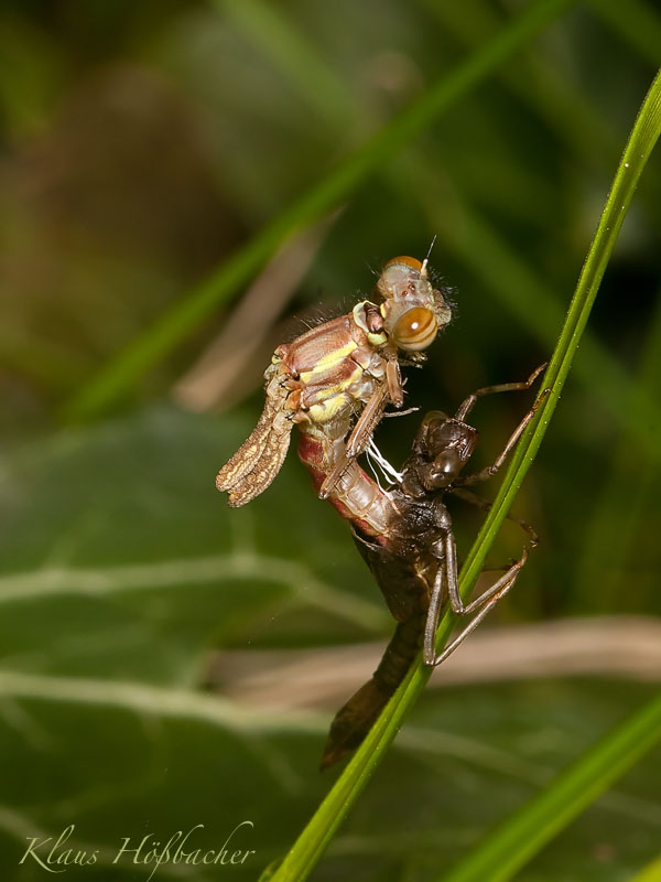 Libelle beim Schlupf