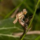 Libelle beim Schlupf