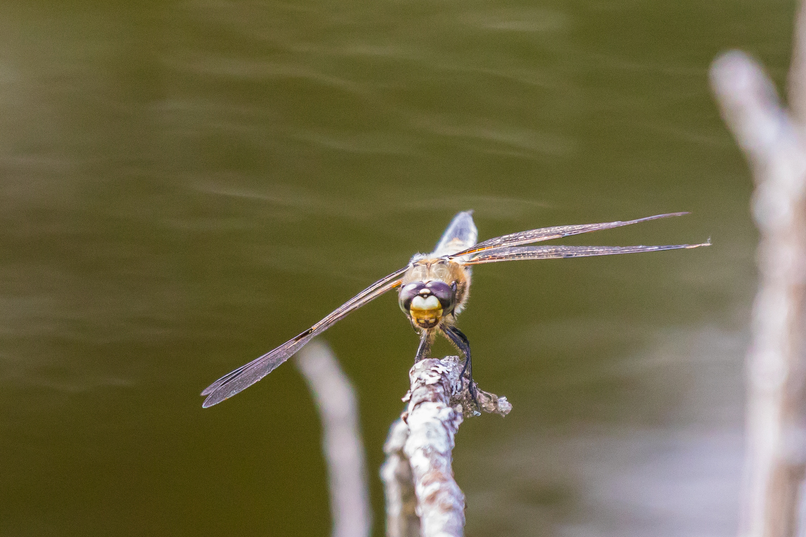 Libelle beim Sonne tanken