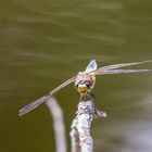 Libelle beim Sonne tanken