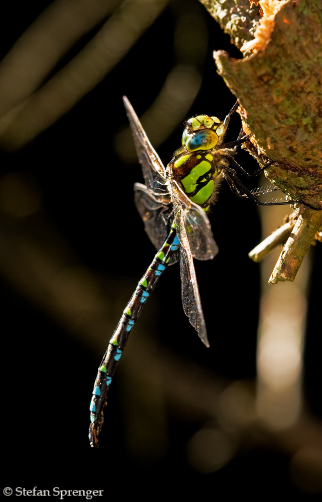 Libelle beim Sonnen