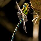 Libelle beim Sonnen