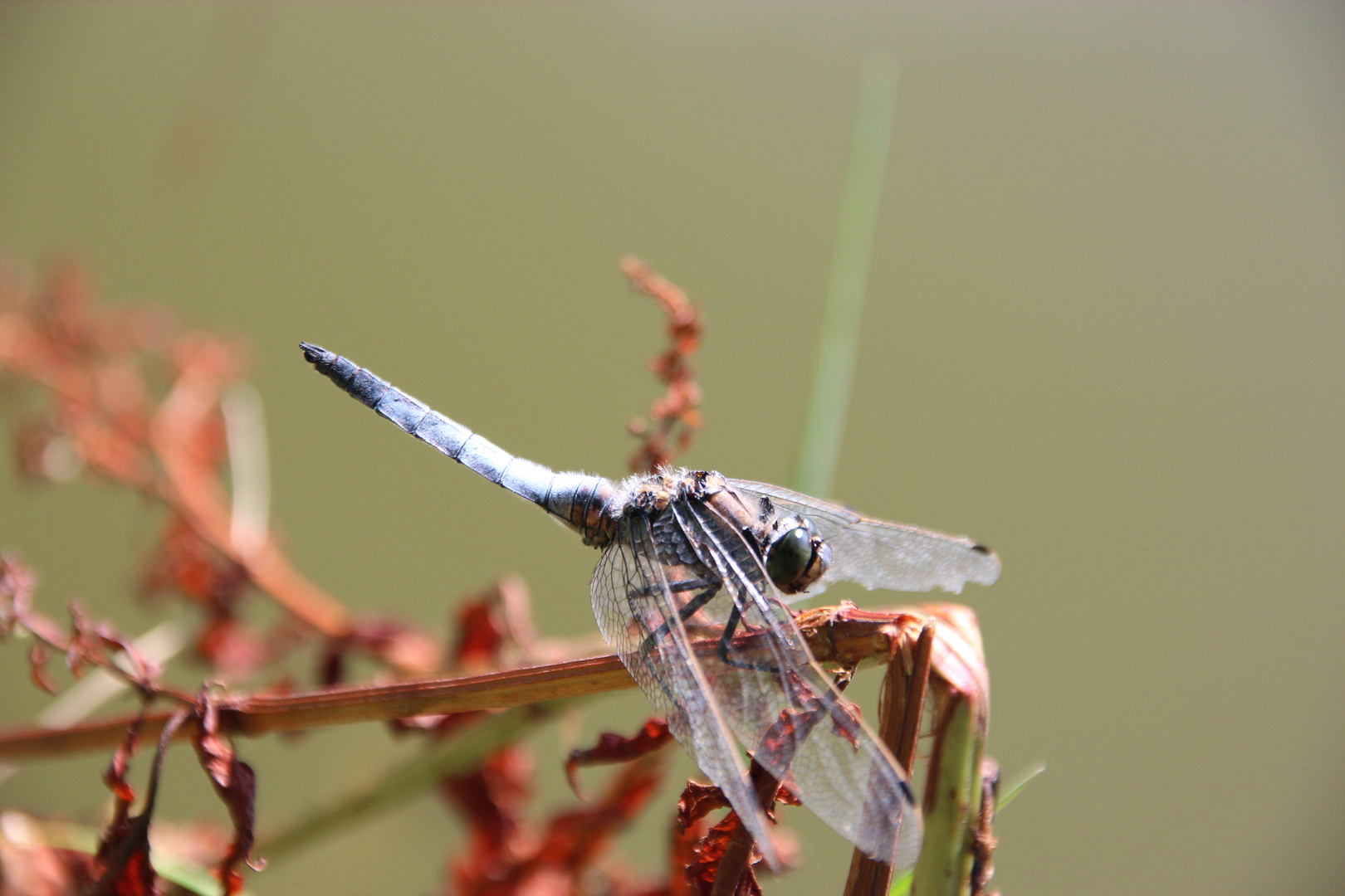 Libelle beim Sonnen