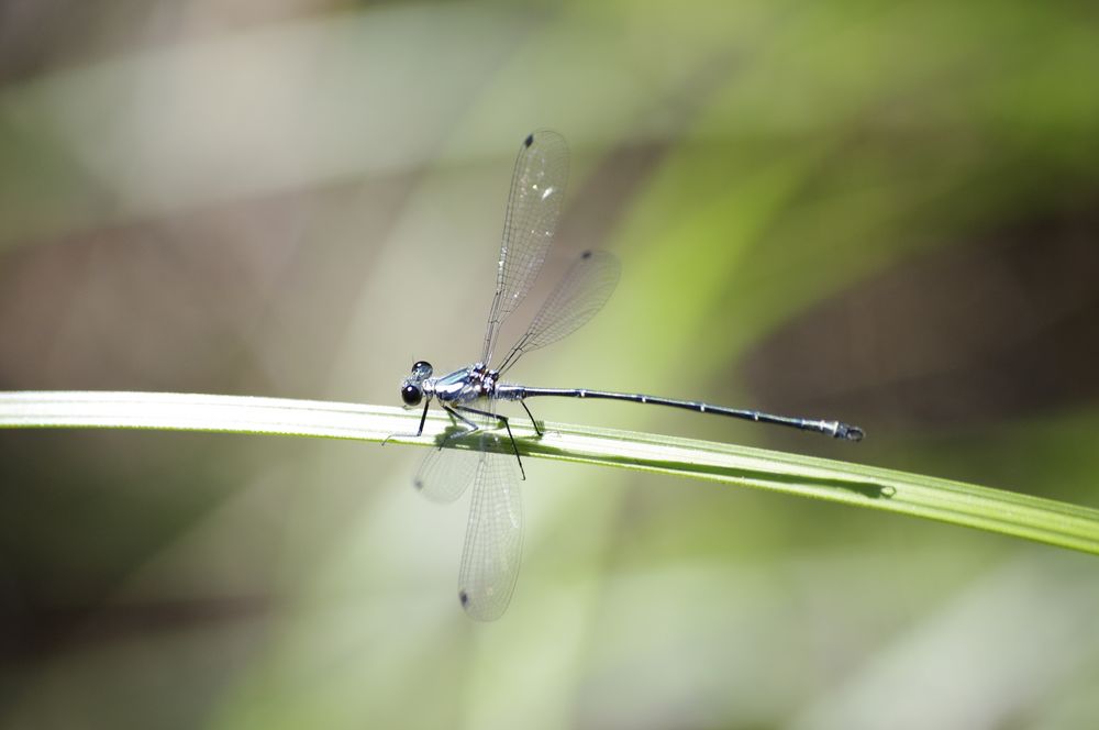 Libelle beim Sonnen