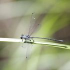 Libelle beim Sonnen