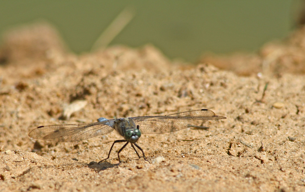 Libelle beim sonnen