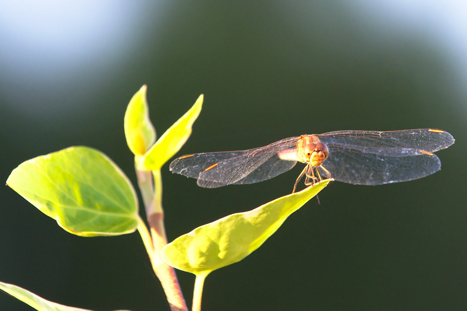 Libelle beim sonnen