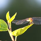 Libelle beim sonnen