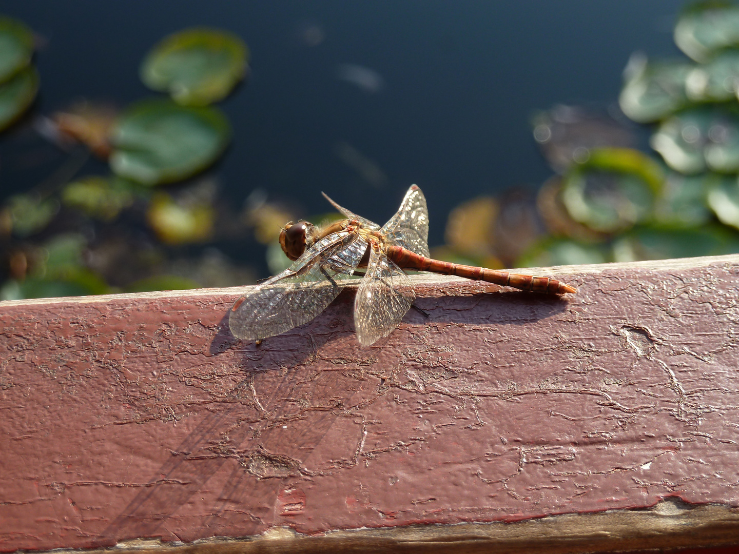 Libelle beim Sonnen