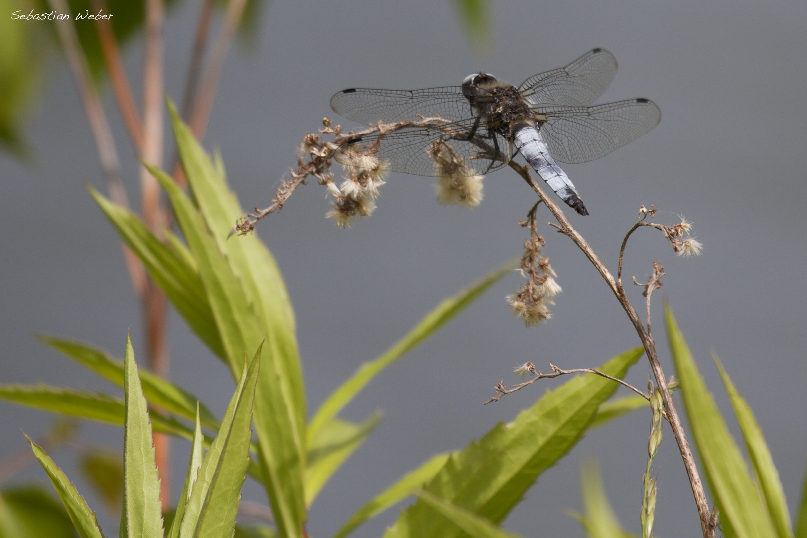 Libelle beim Sonnen