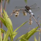 Libelle beim Sonnen