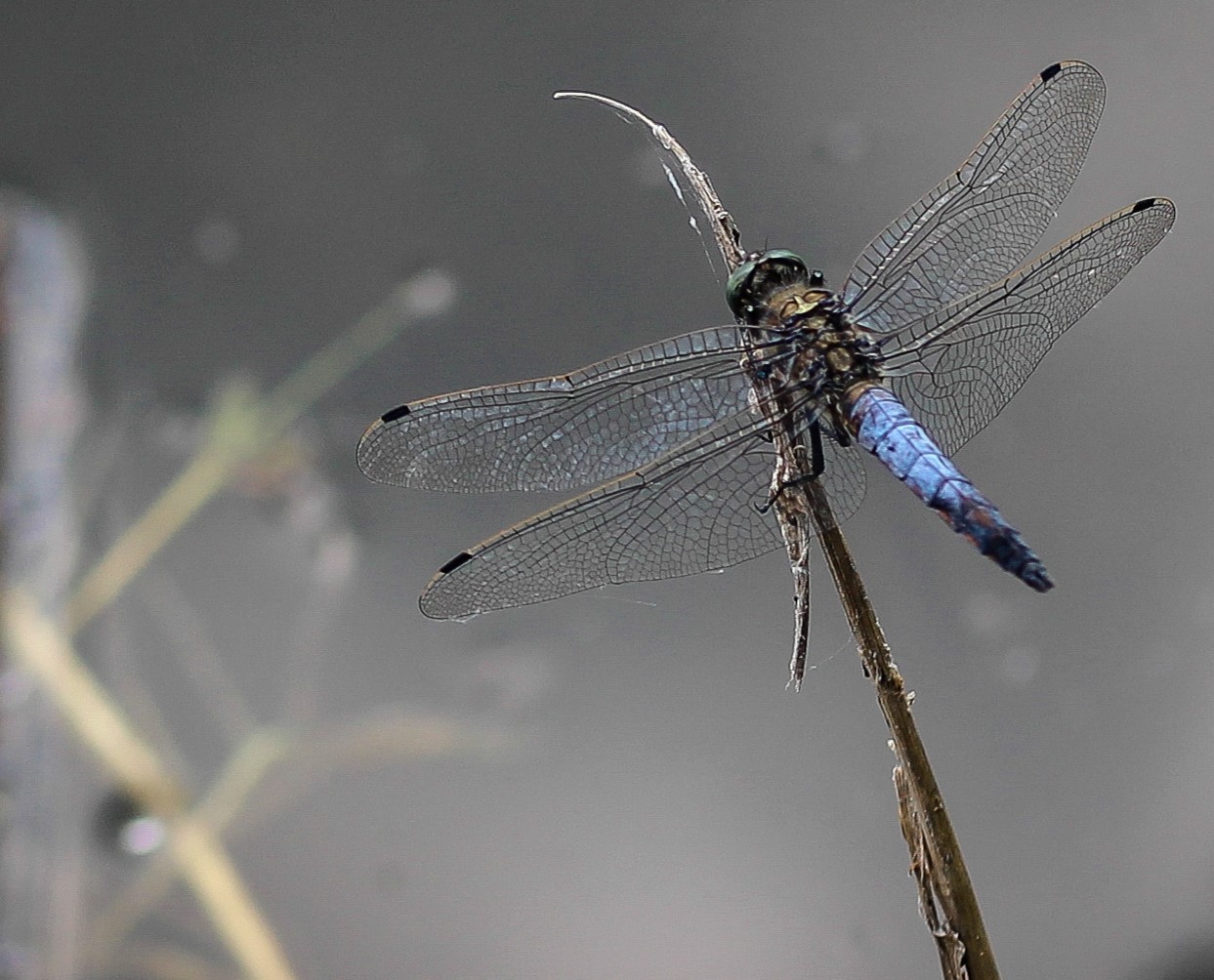 Libelle beim Sonnen