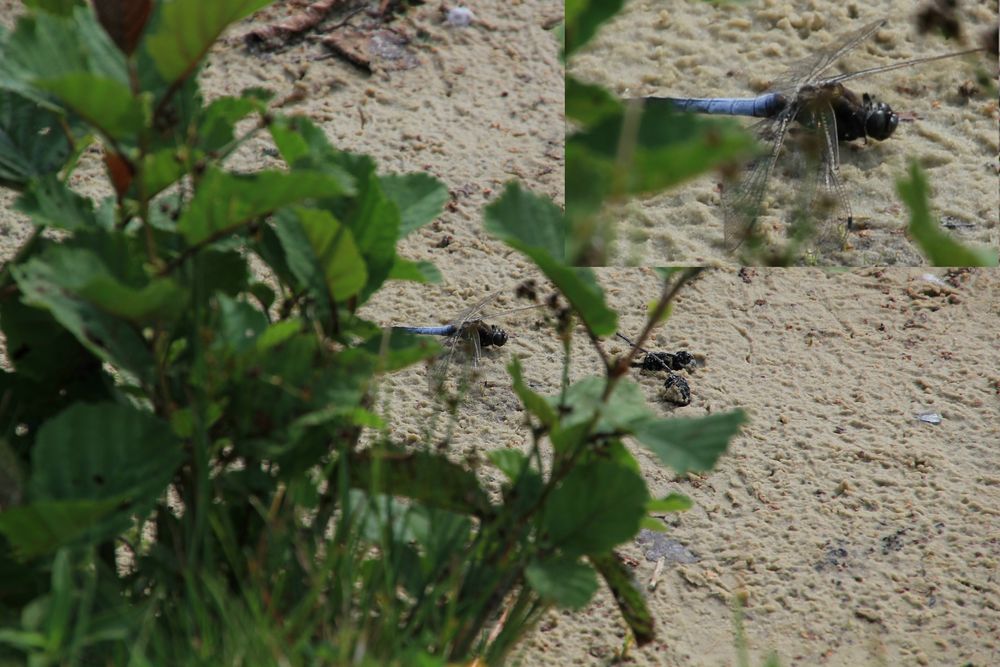 Libelle beim Sonnen