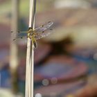 Libelle beim sonnen