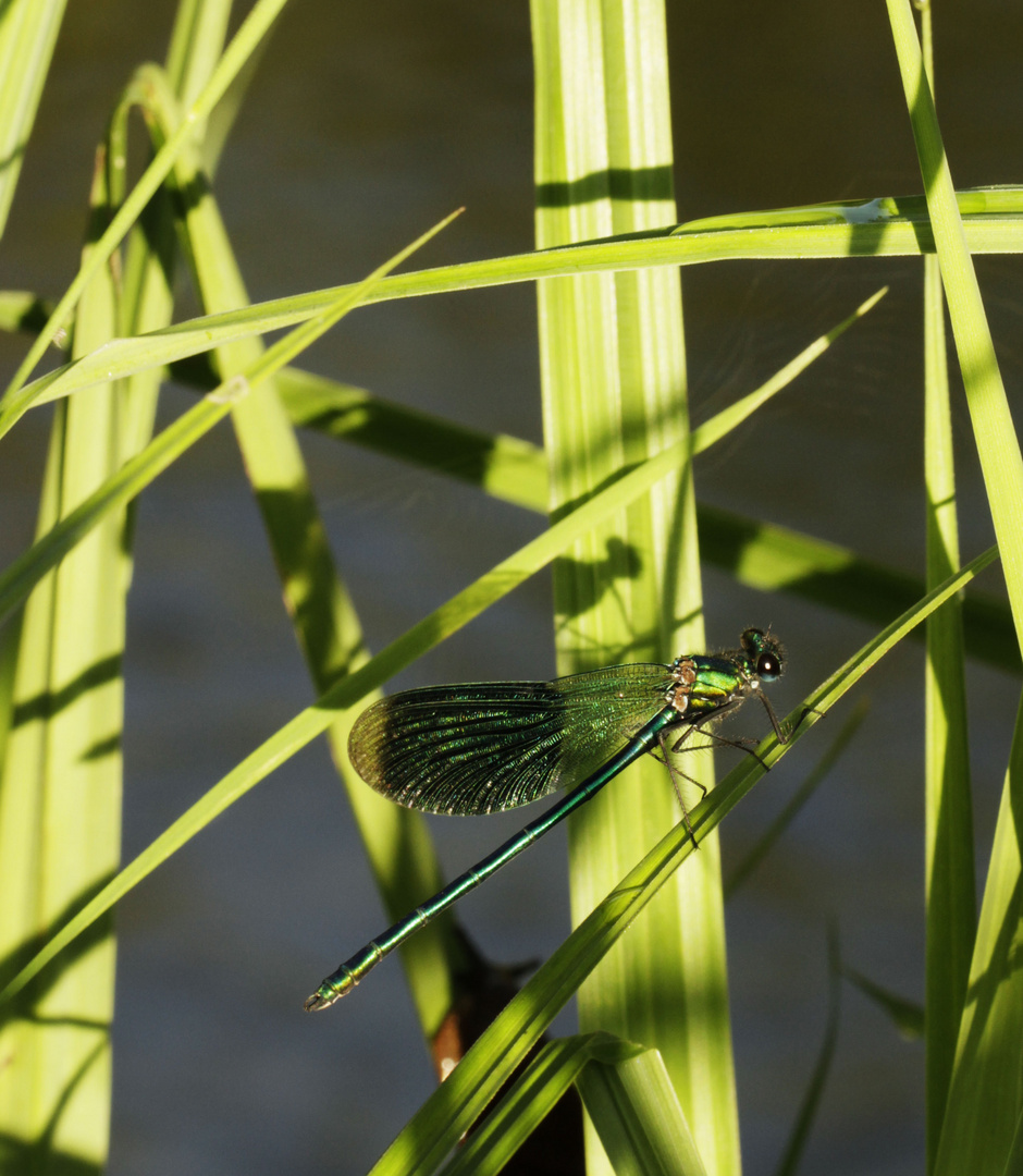 Libelle beim Sonnenaufgang