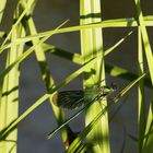 Libelle beim Sonnenaufgang