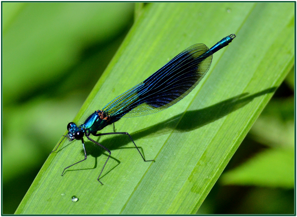 Libelle beim Sonnenbad