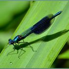 Libelle beim Sonnenbad