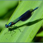 Libelle beim Sonnenbad