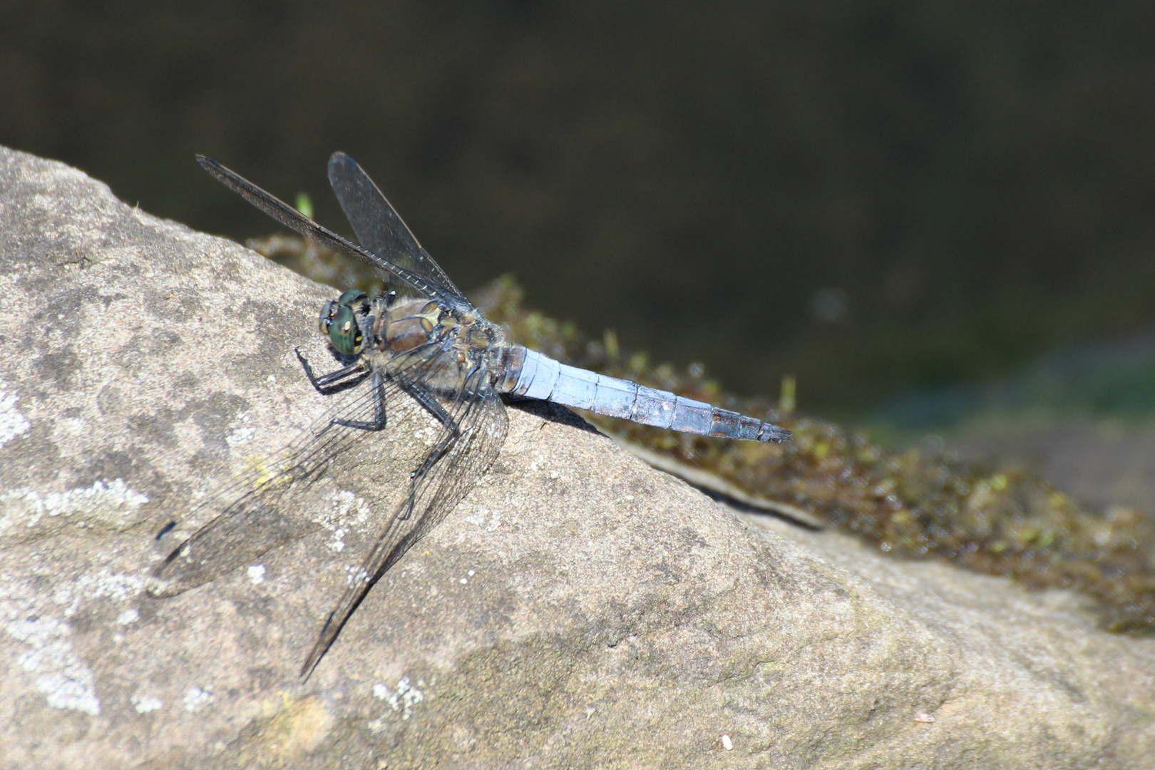 Libelle beim Sonnenbad