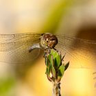 Libelle beim Sonnenbad 1