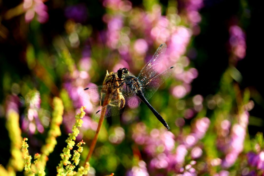 Libelle beim Sonnenbad