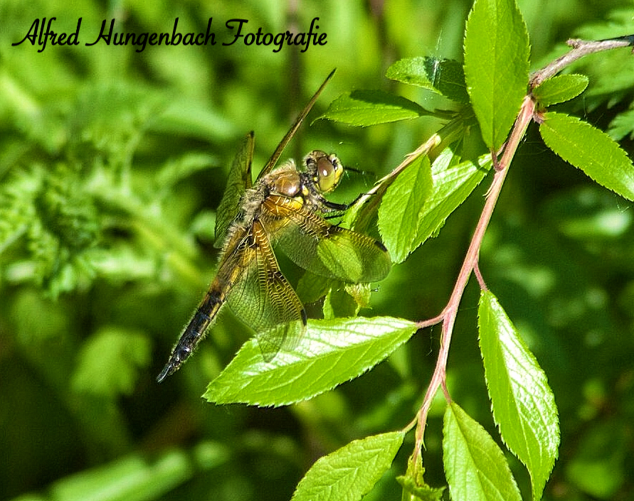 Libelle beim Sonnenbad