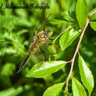 Libelle beim Sonnenbad