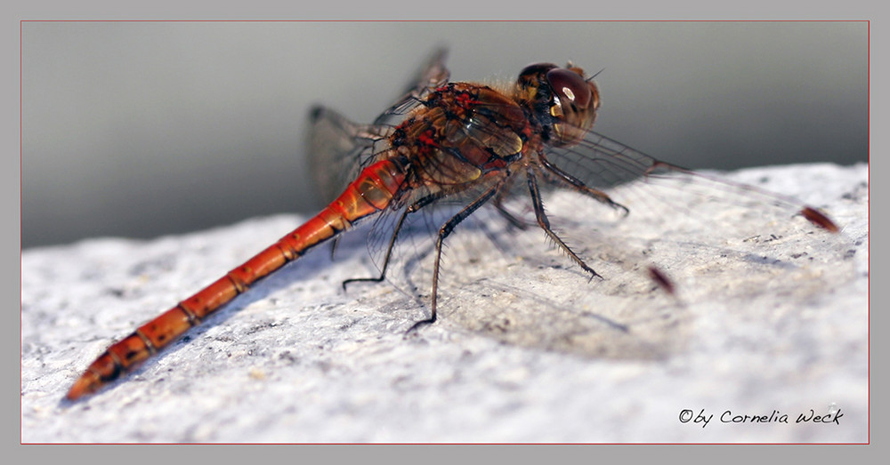 Libelle beim Sonnenbad