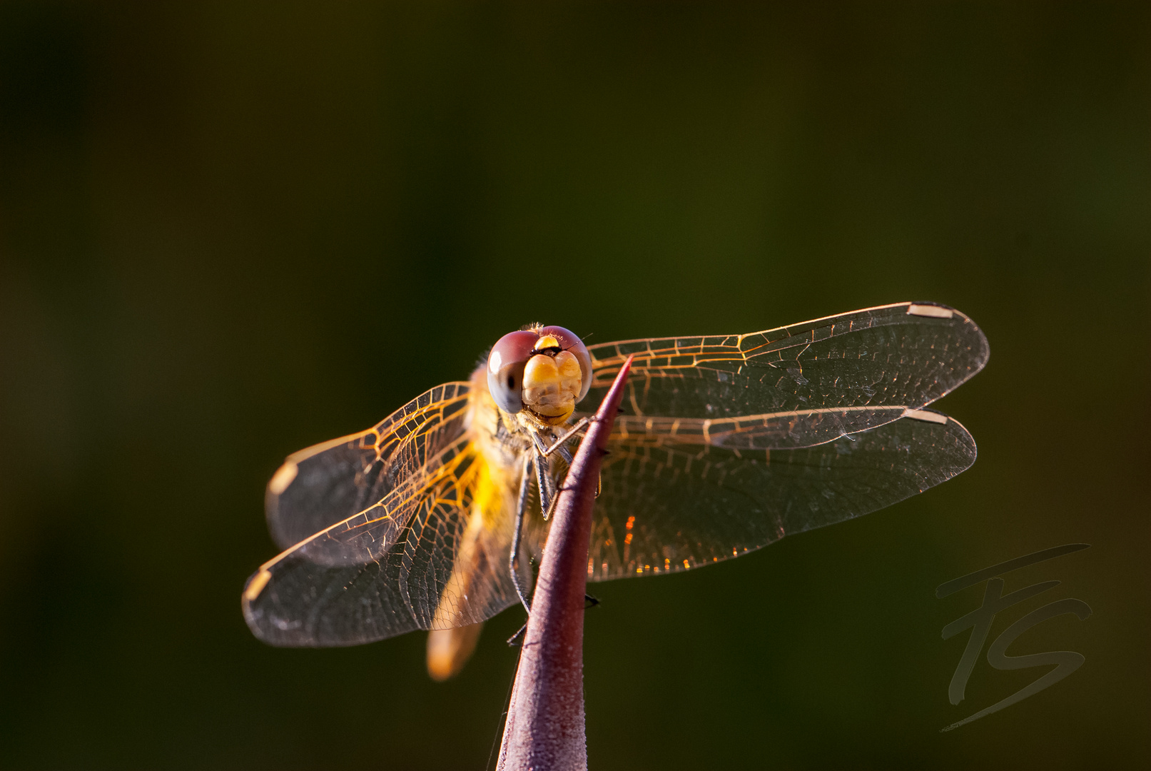 Libelle beim Sonnenbad 2