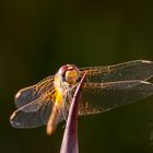 Libelle beim Sonnenbad 2
