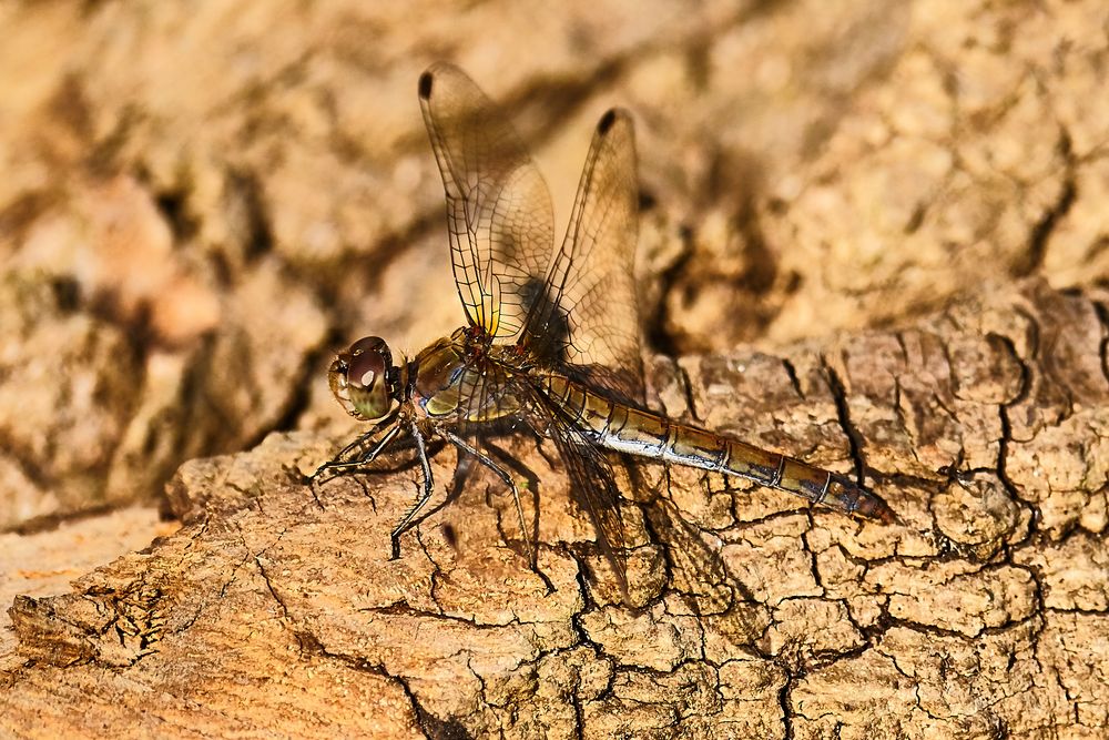 Libelle beim Sonnenbad