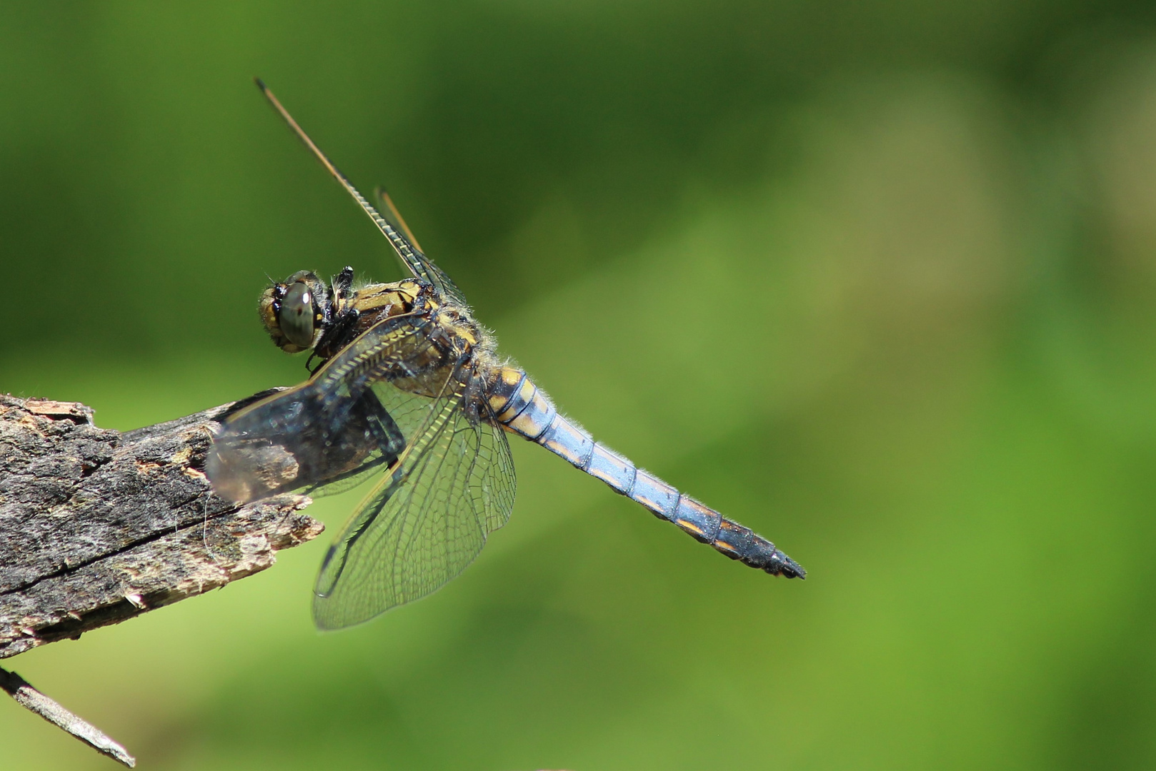 Libelle beim Sonnenbad