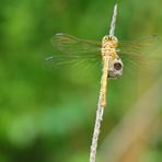 Libelle beim sonnenbad.