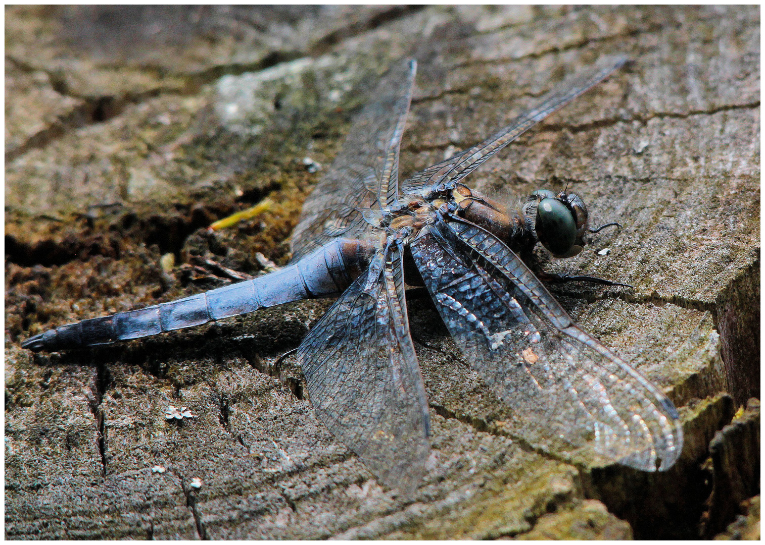 libelle beim sonnenbad...