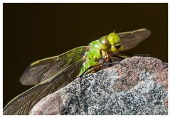 Libelle beim Sonnenbad