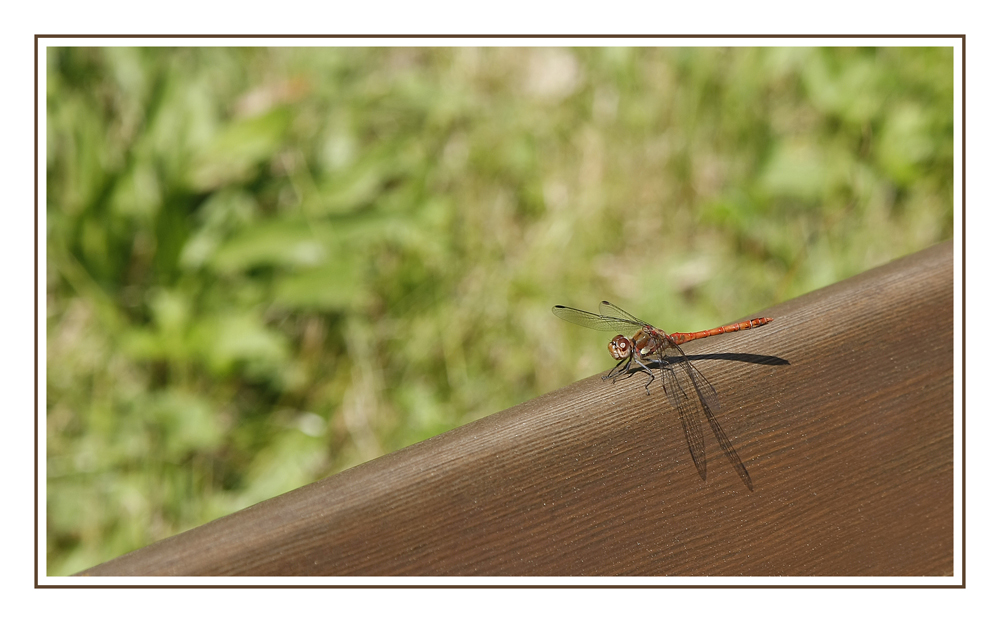 Libelle beim Sonnenbad