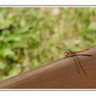 Libelle beim Sonnenbad