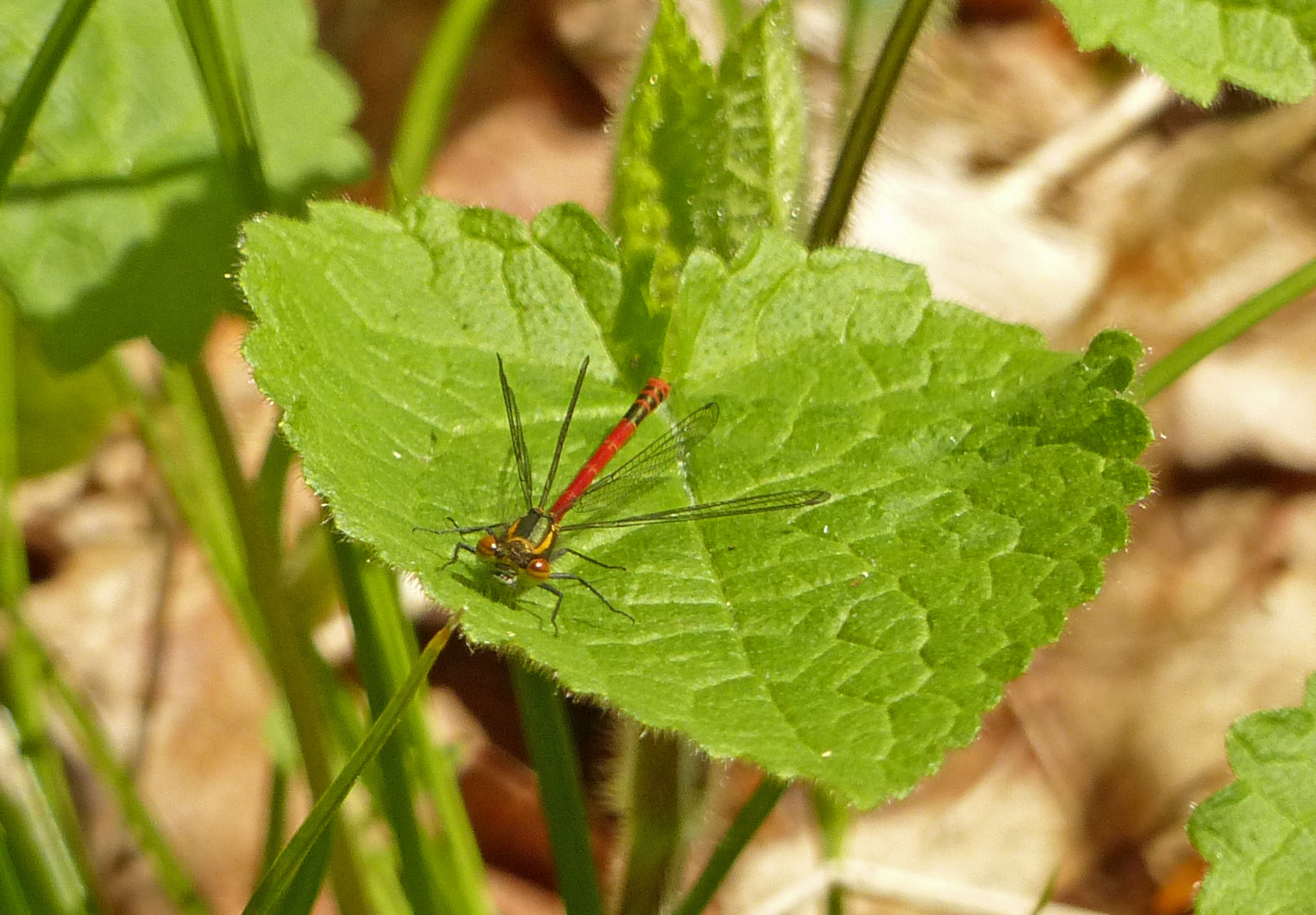 Libelle beim Sonnenbad