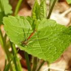 Libelle beim Sonnenbad