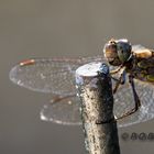 Libelle beim Sonnenbad