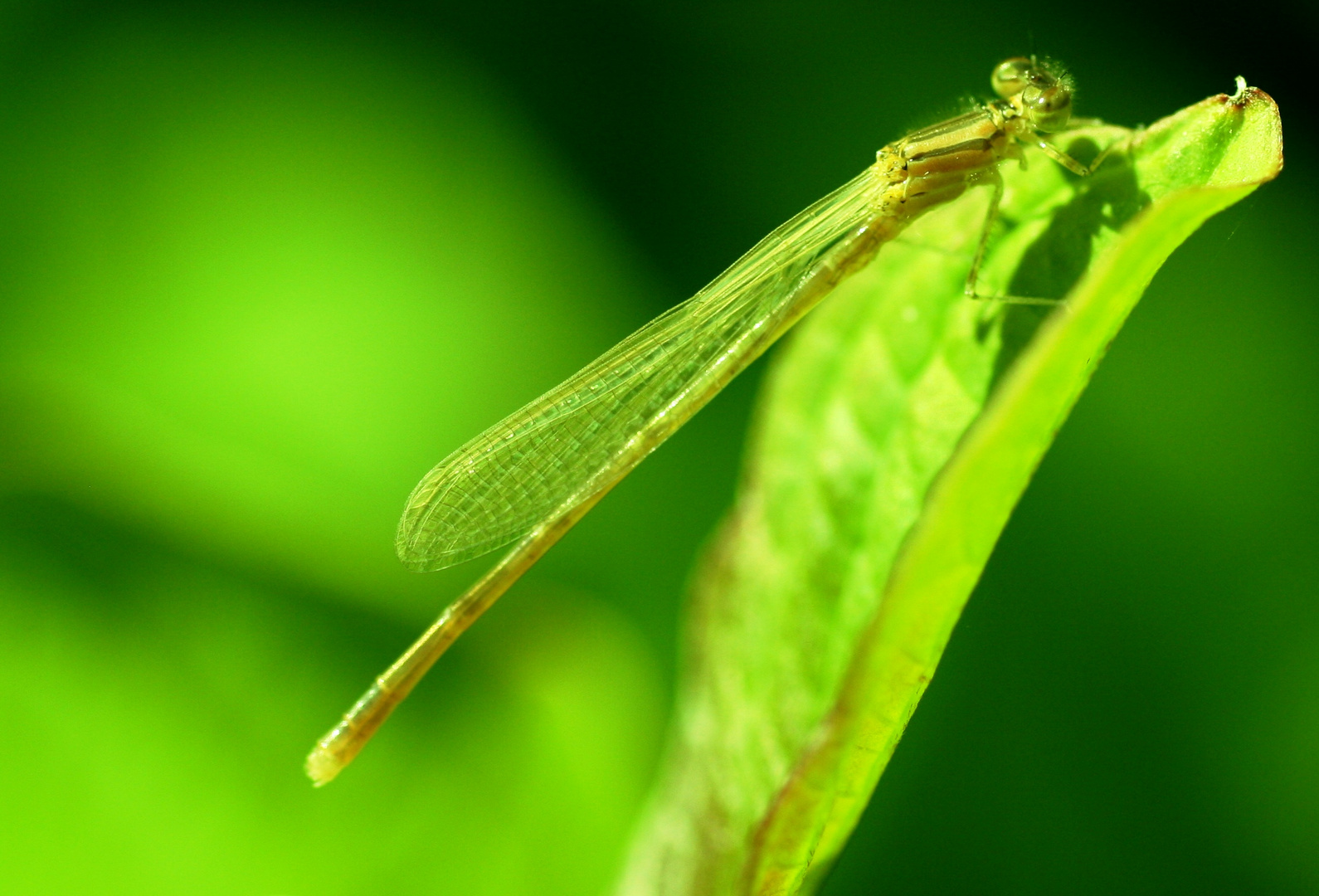 Libelle beim Sonnenbad !!