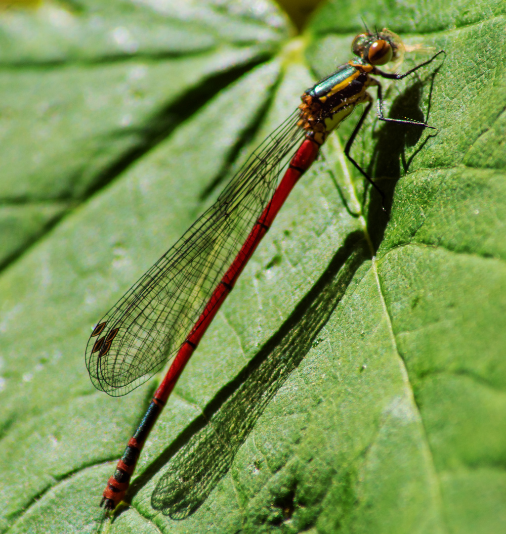 Libelle beim Sonnenbad