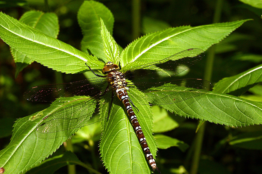 Libelle beim Sonnenbad