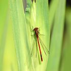 Libelle beim Sonnenbad