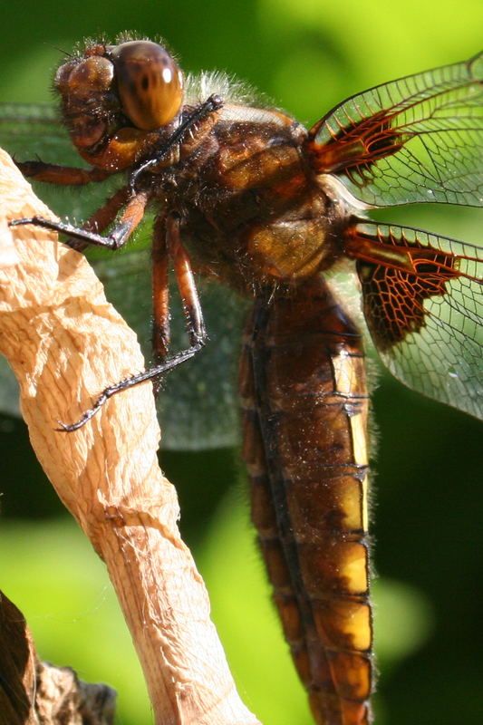 libelle beim sonnenbad