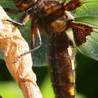 libelle beim sonnenbad