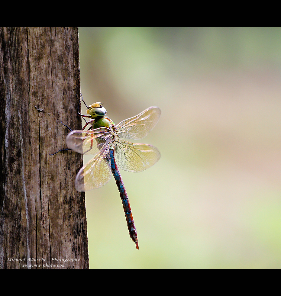 Libelle beim Sonnenbad