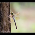 Libelle beim Sonnenbad